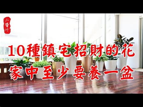 風水 假植物|【假花和風水】室內植物禁忌注意4點 